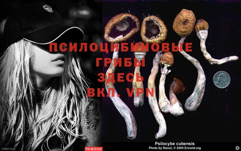 хочу   Пыталово  Галлюциногенные грибы Psilocybine cubensis 